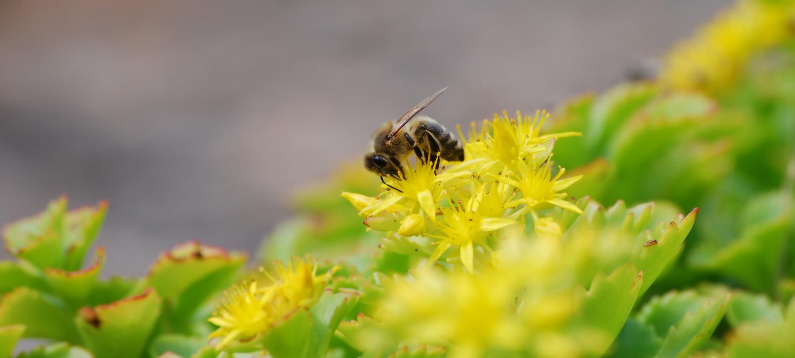 Green roofs provide important natural habitats for flora and fauna Bee on Sedum plant